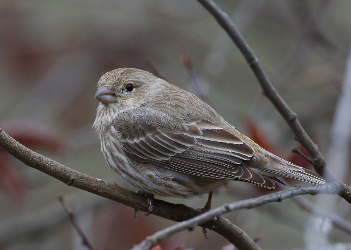 House Finch - ML551016291