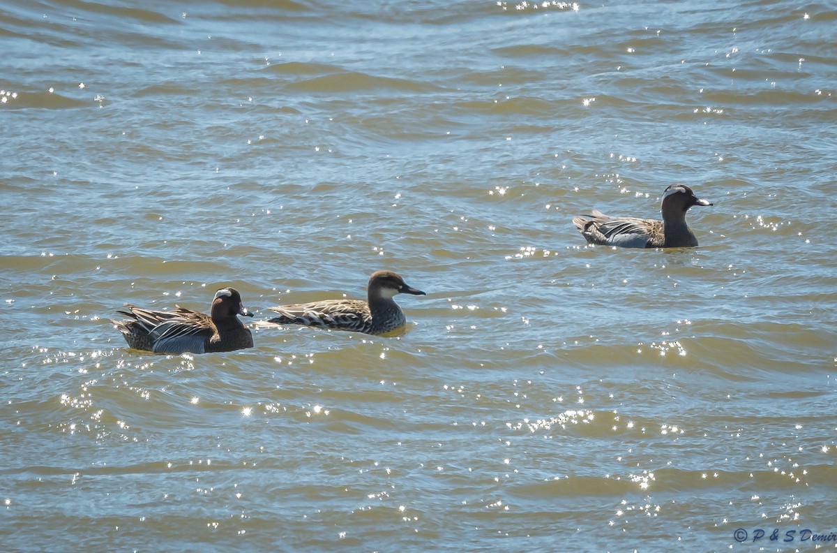 Garganey - P & S Demir