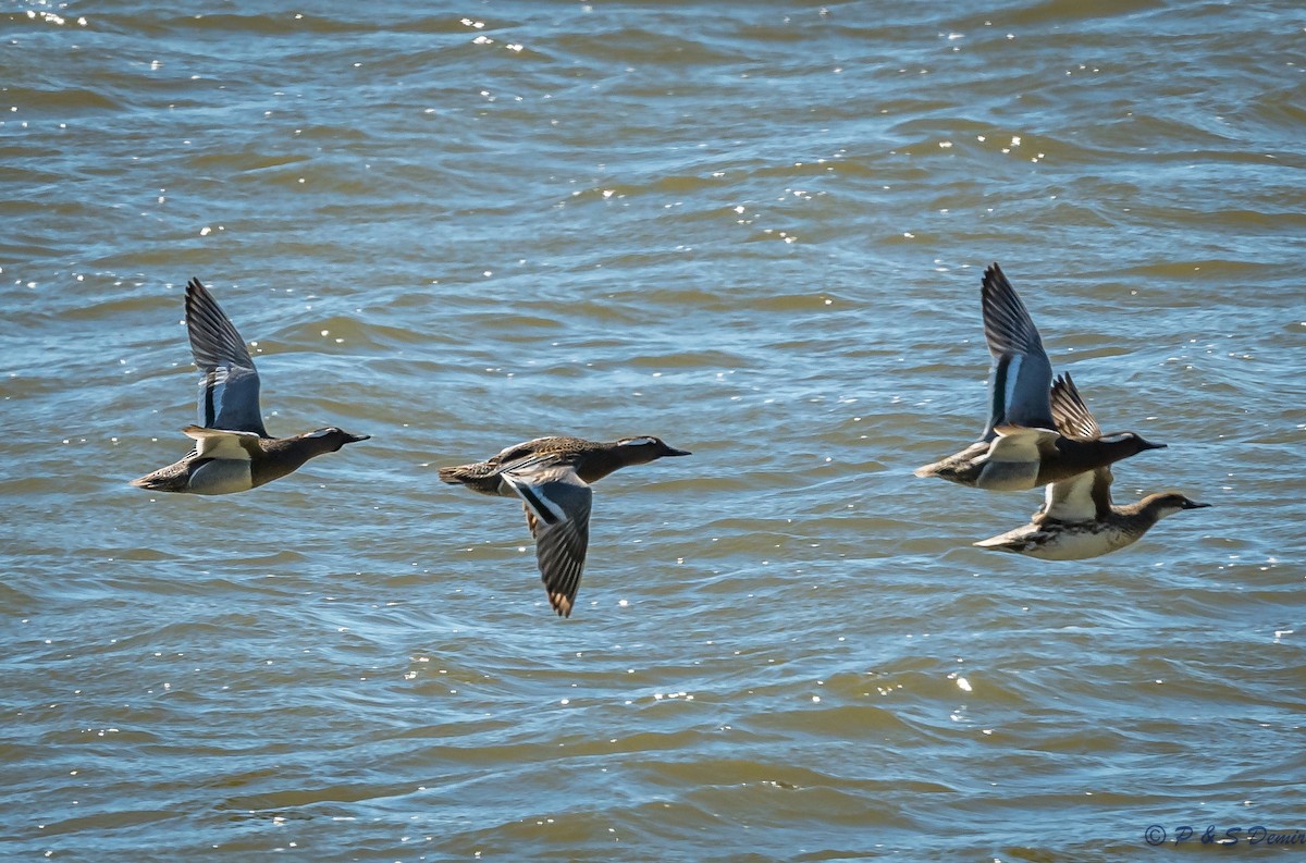 Garganey - P & S Demir