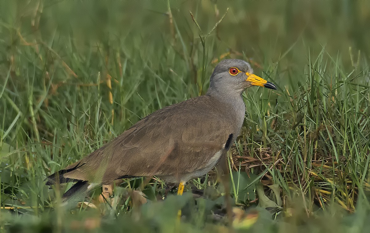 Gray-headed Lapwing - ML551017171