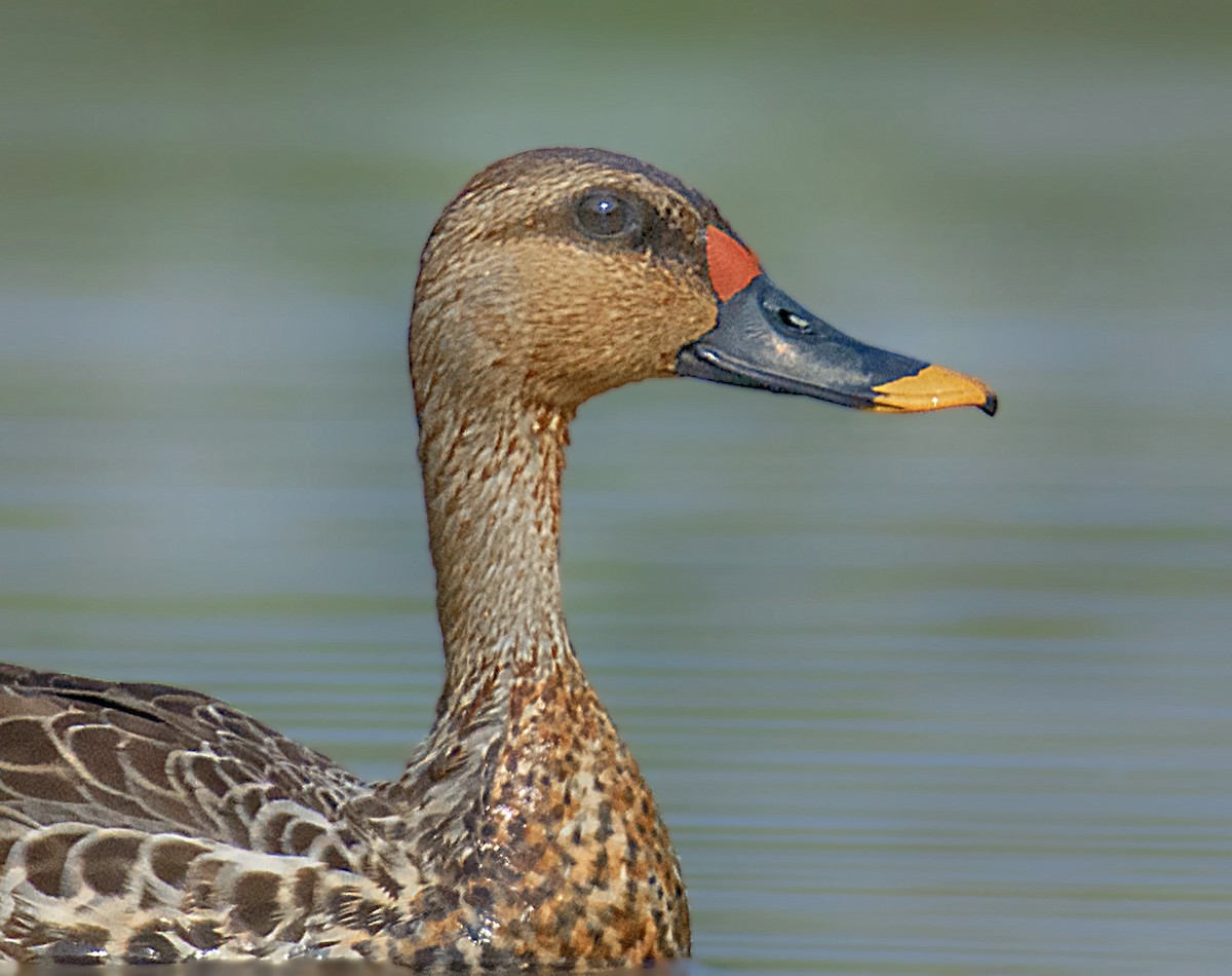 Canard à bec tacheté - ML551017651