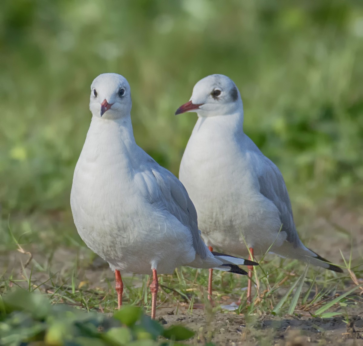 Brown-headed Gull - ML551017841