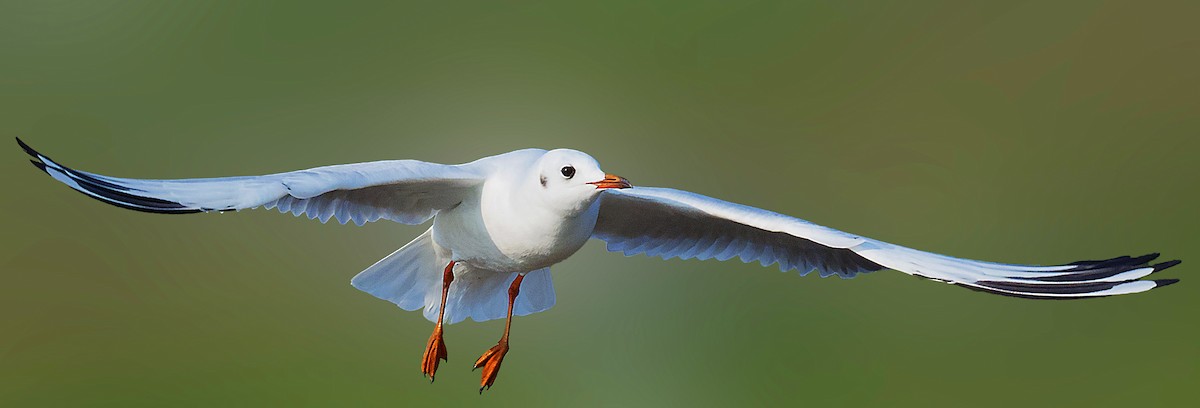 Brown-headed Gull - SAPTARSHI MUKHERJEE