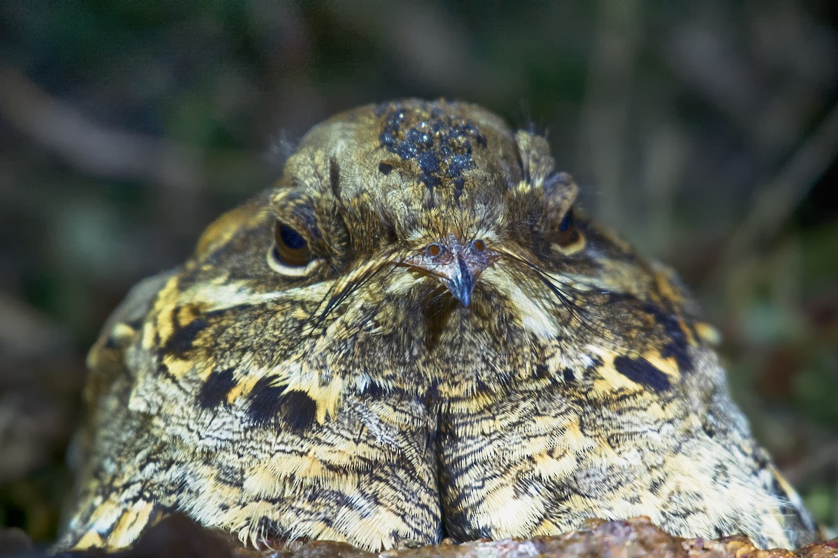 Indian Nightjar - ML551019061