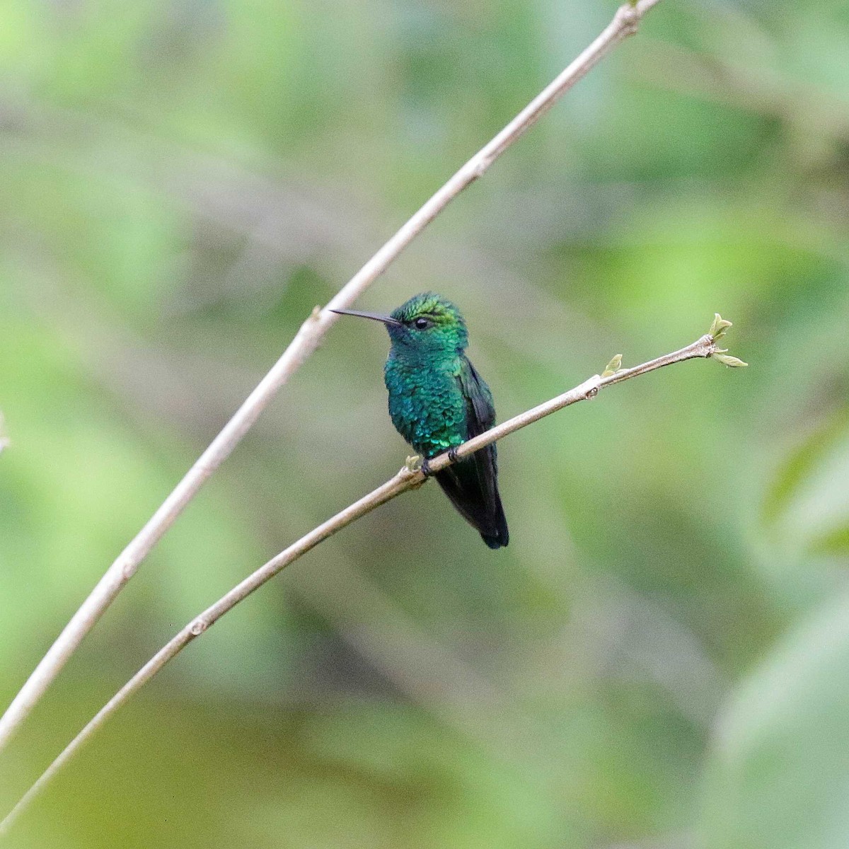 kolibřík modrobradý - ML551019261