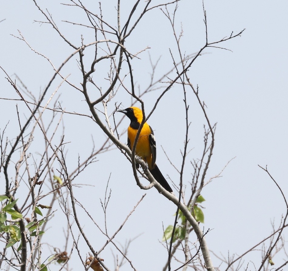 Hooded Oriole - ML551020381