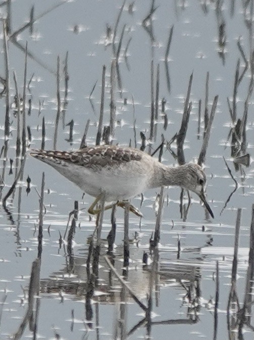 Wood Sandpiper - ML551021181