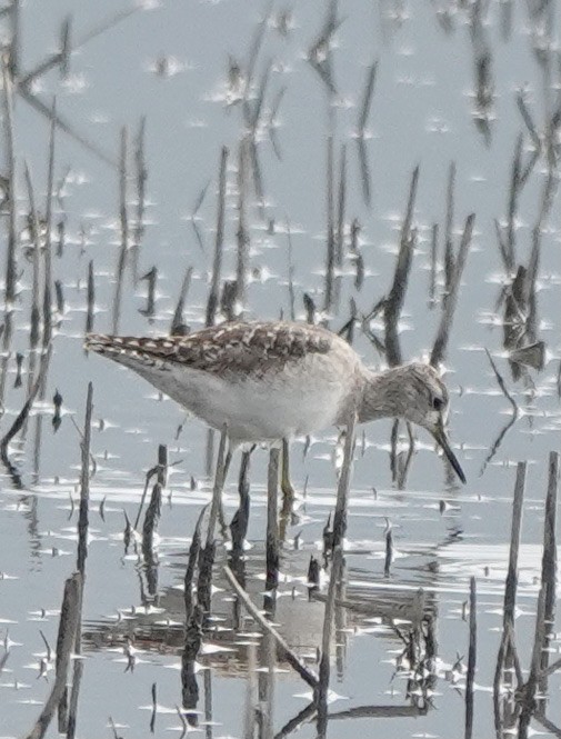 Wood Sandpiper - Patricia Cullen