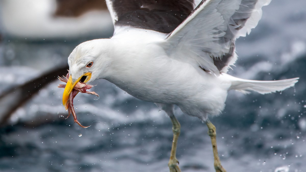 Kelp Gull - ML551021981