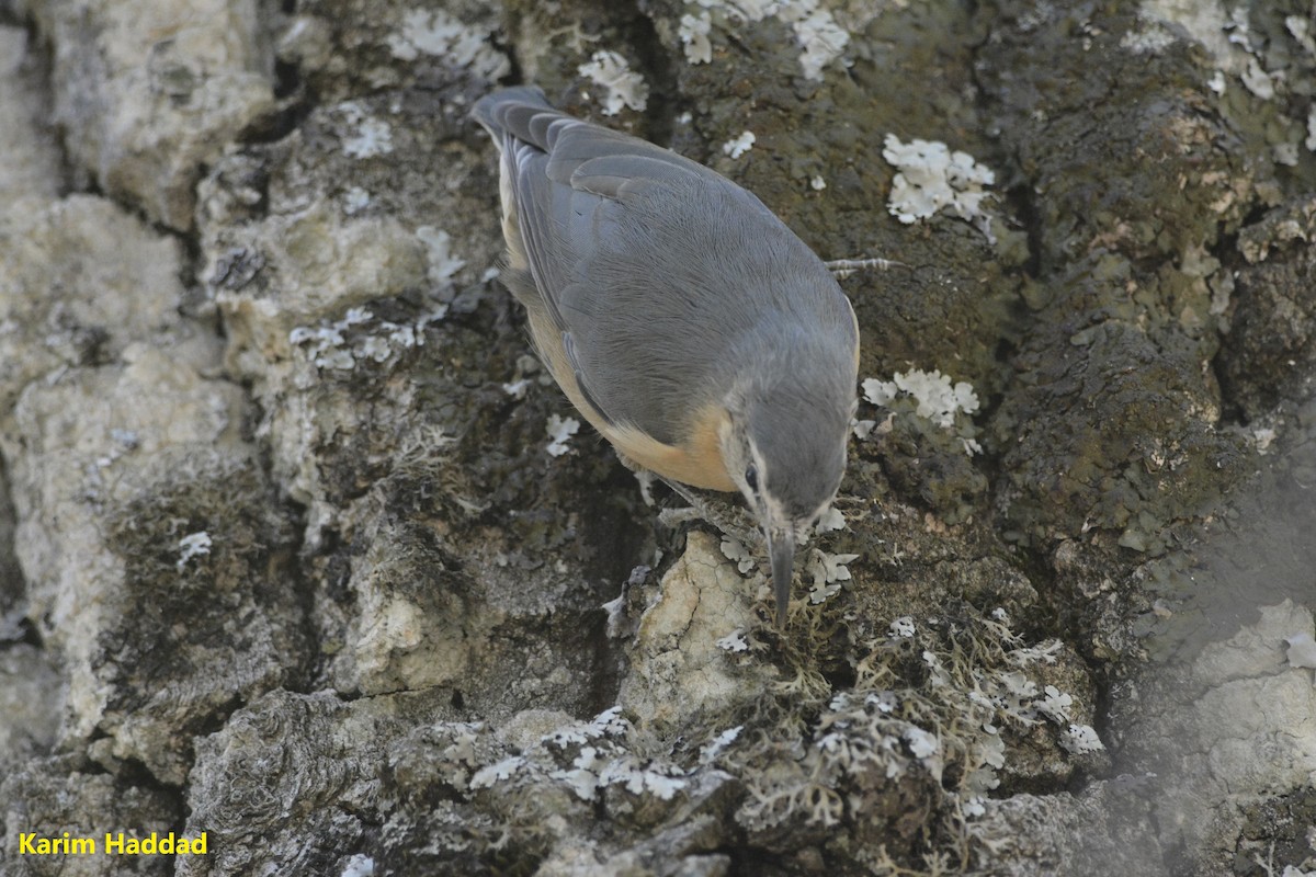 Algerian Nuthatch - ML551022271