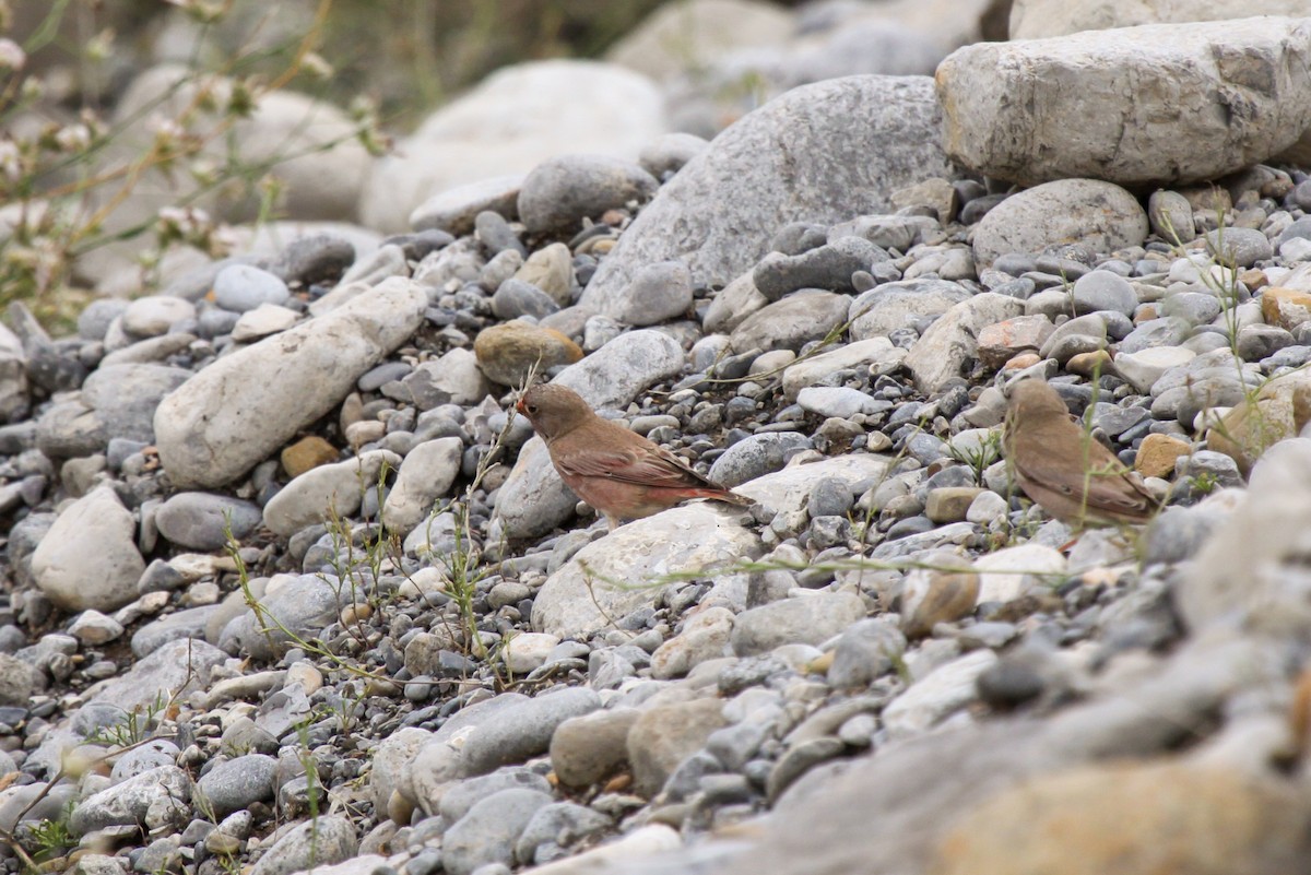 Trumpeter Finch - ML551022571