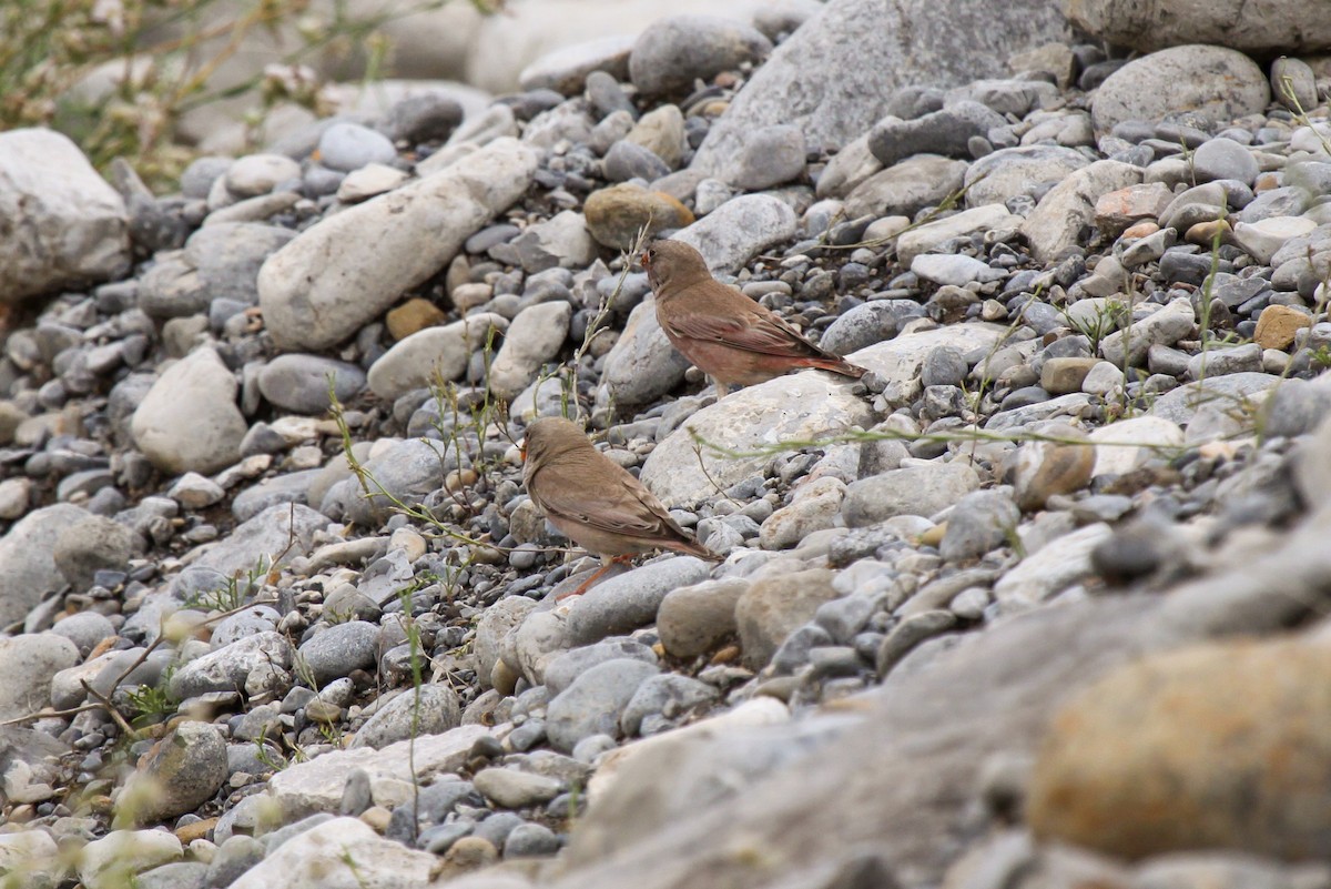 Trumpeter Finch - ML551022581