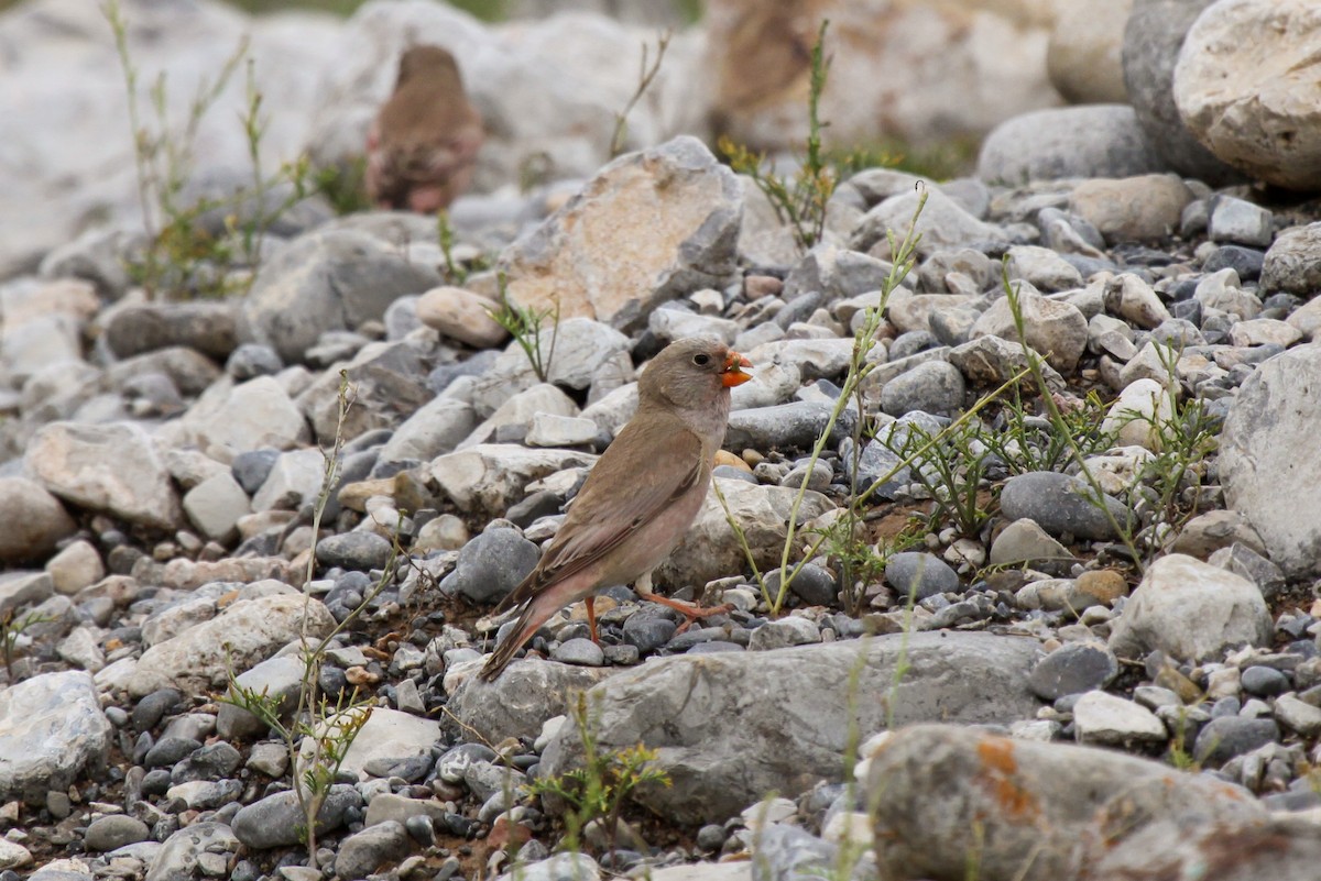 Trumpeter Finch - ML551022611