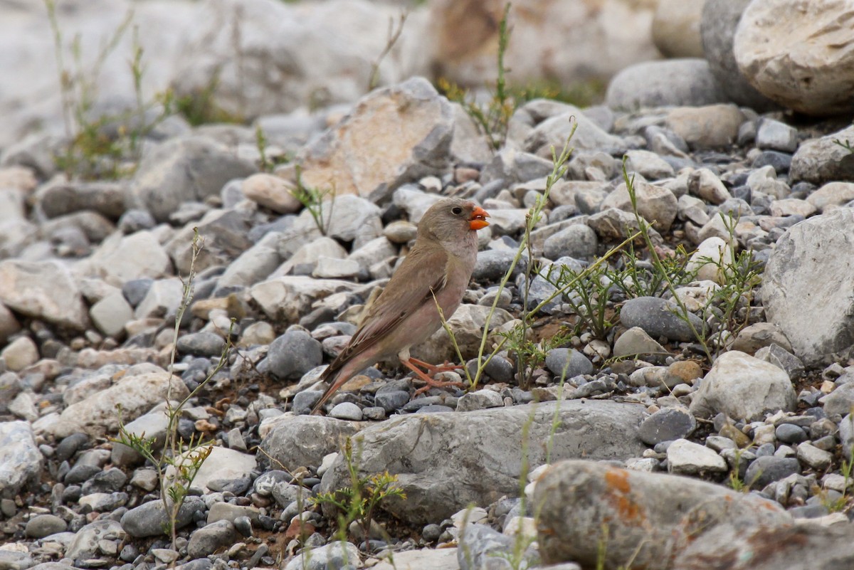 Trumpeter Finch - ML551022631