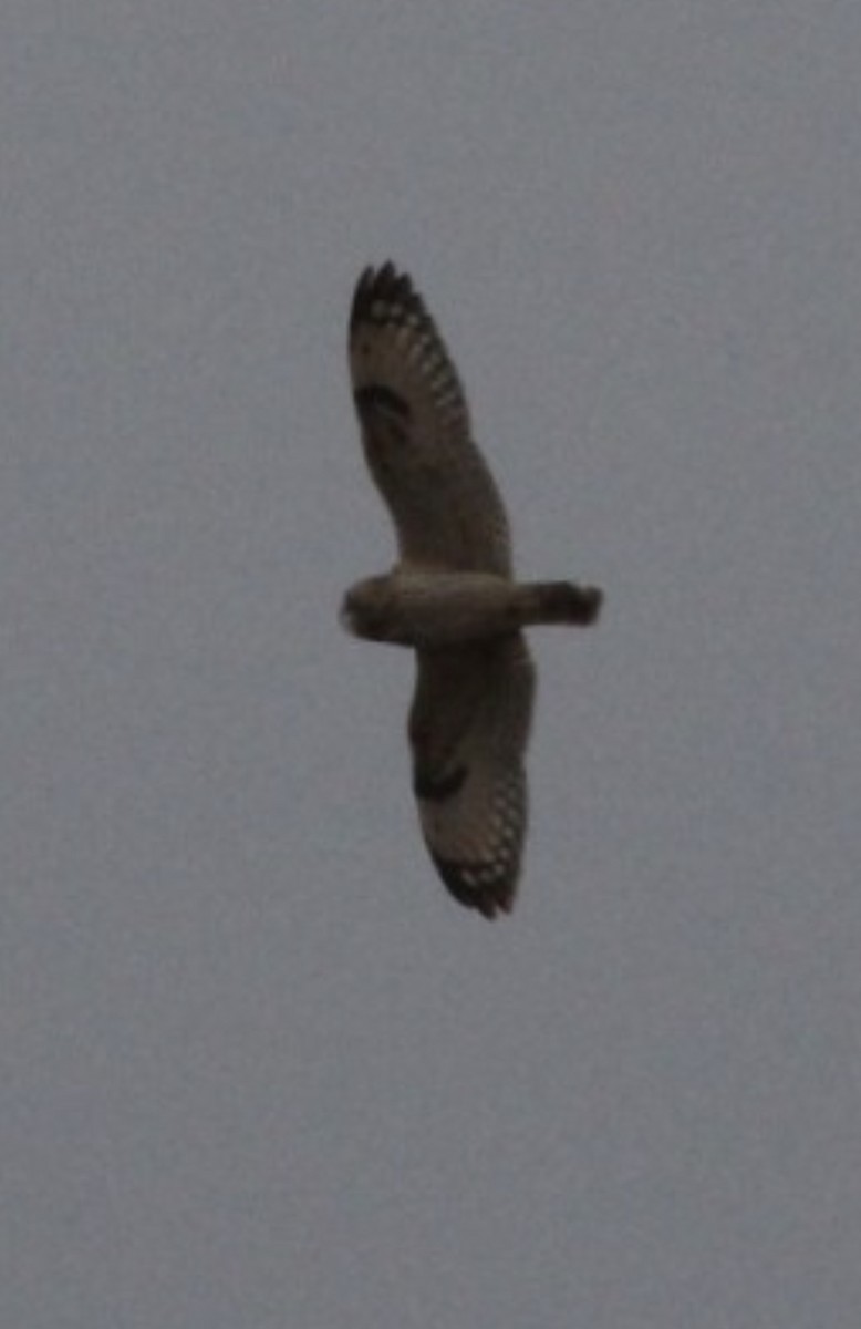 Short-eared Owl - ML551022671