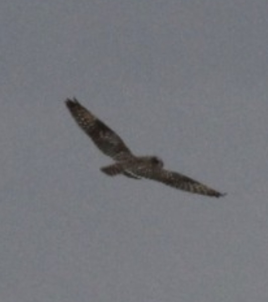 Short-eared Owl - ML551022681