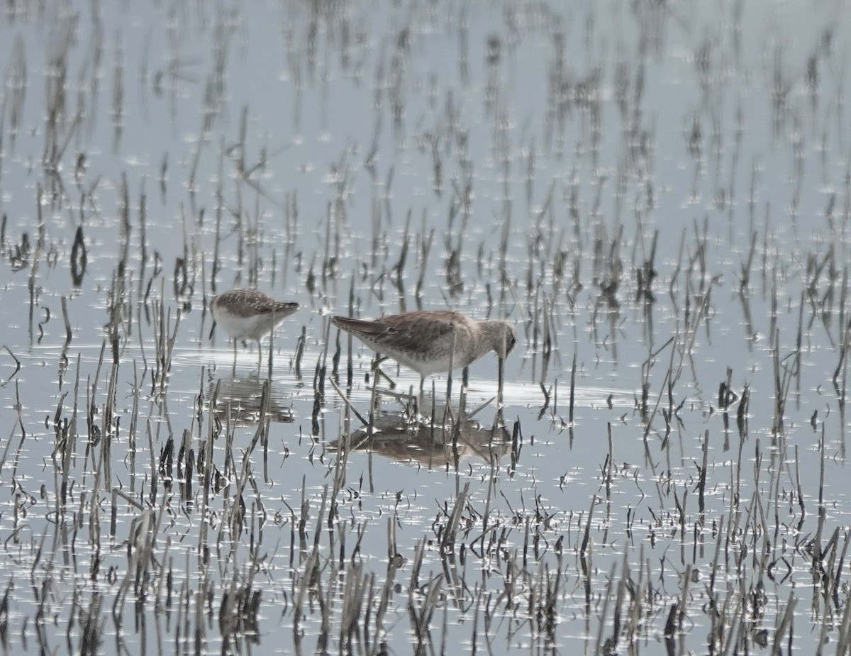 Bruchwasserläufer - ML551023871