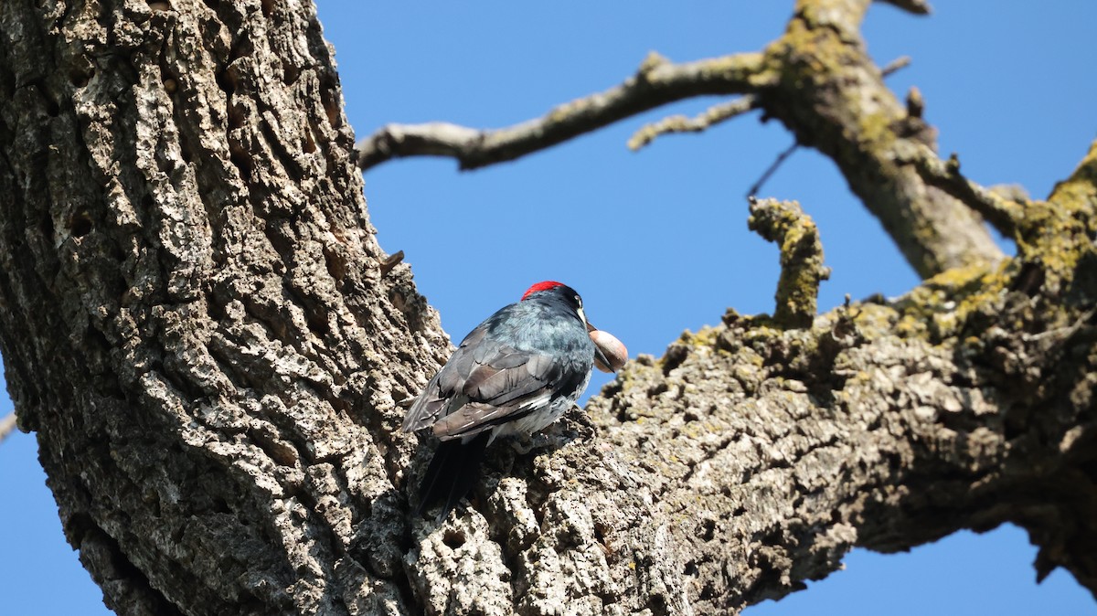 Acorn Woodpecker - Indee Iniguez