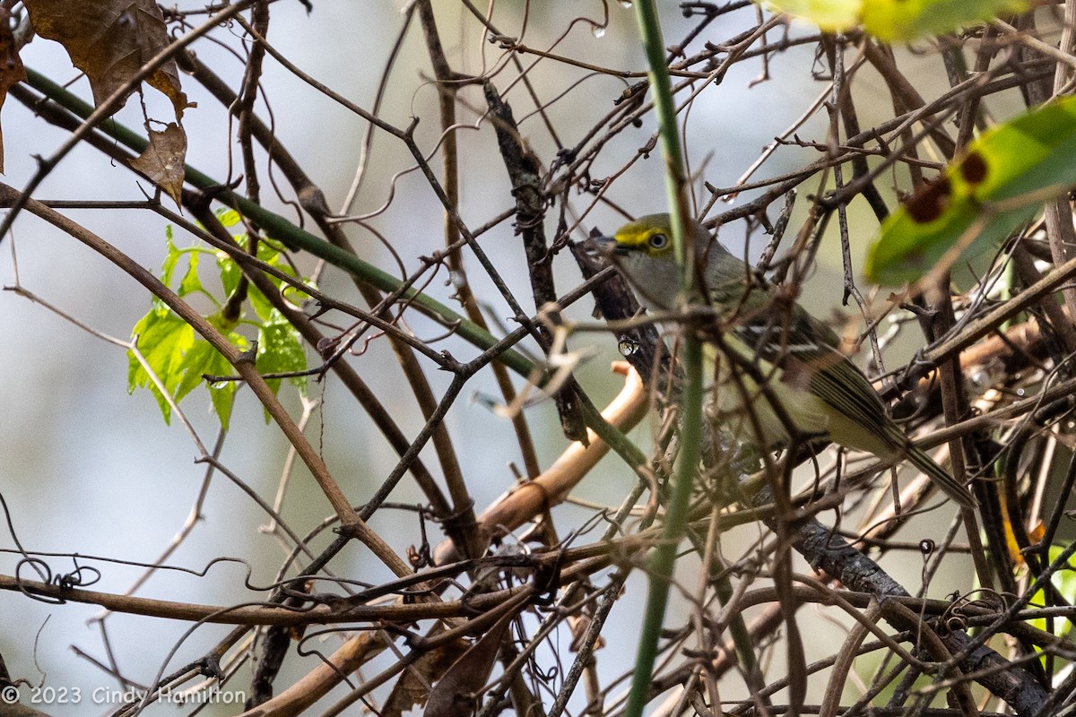 White-eyed Vireo - ML551024761