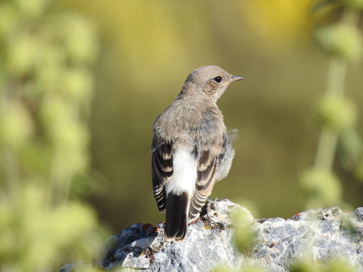 Finsch's Wheatear - ML551025811