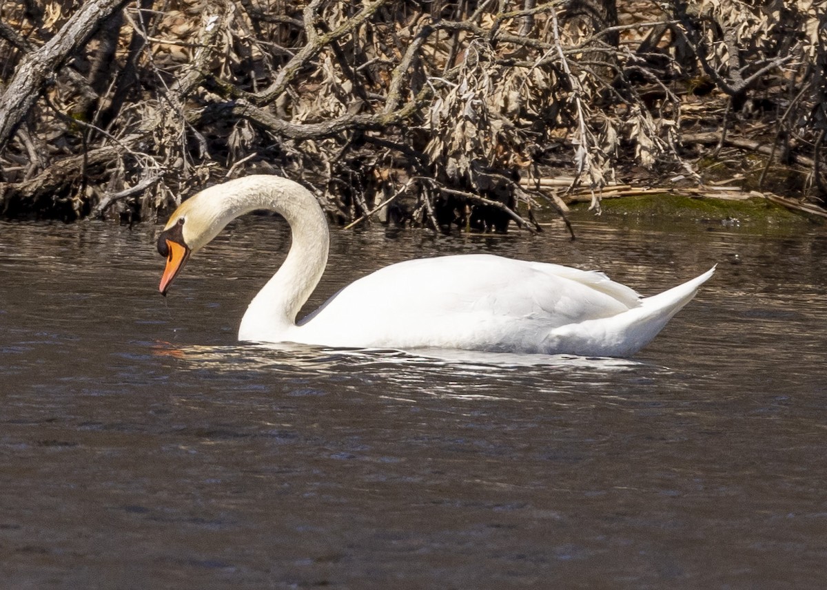 Mute Swan - ML551025841