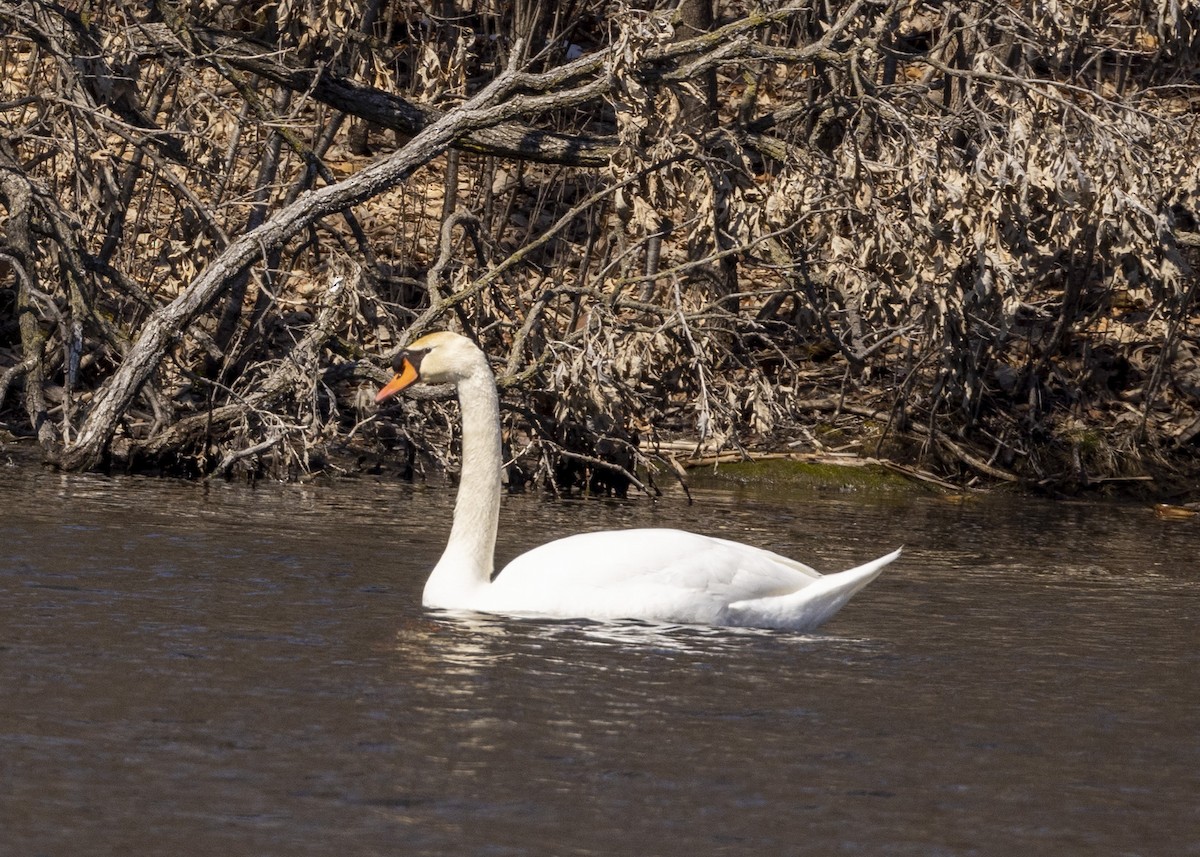 Mute Swan - ML551025851