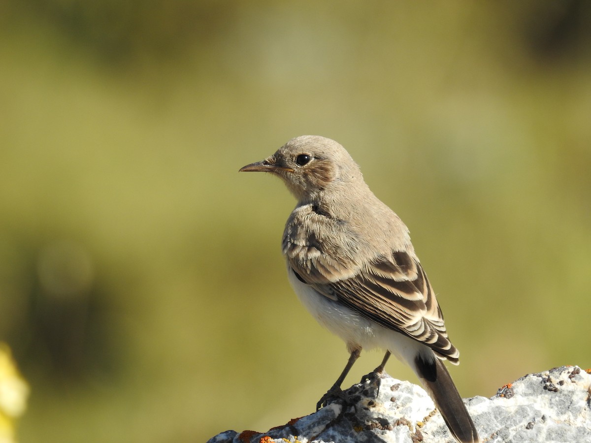Finsch's Wheatear - ML551026041