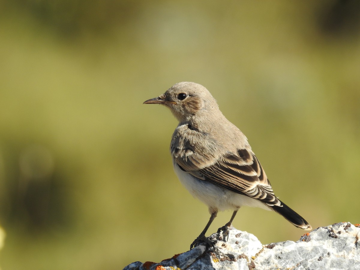 Finsch's Wheatear - ML551026051