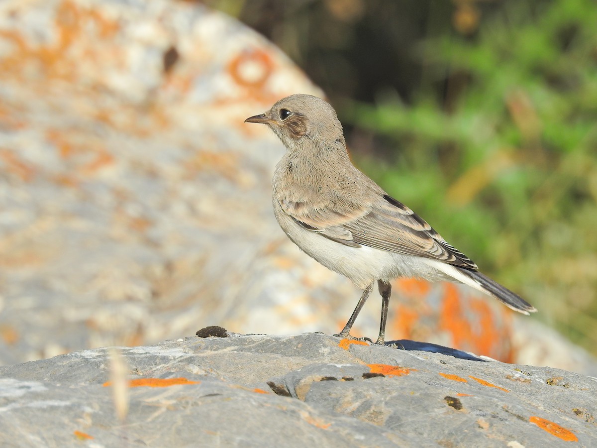Finsch's Wheatear - ML551026311