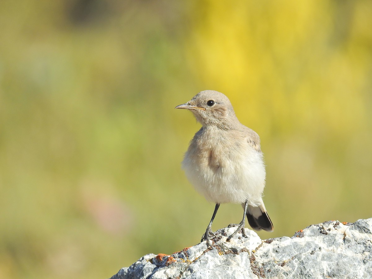 Finsch's Wheatear - ML551026321