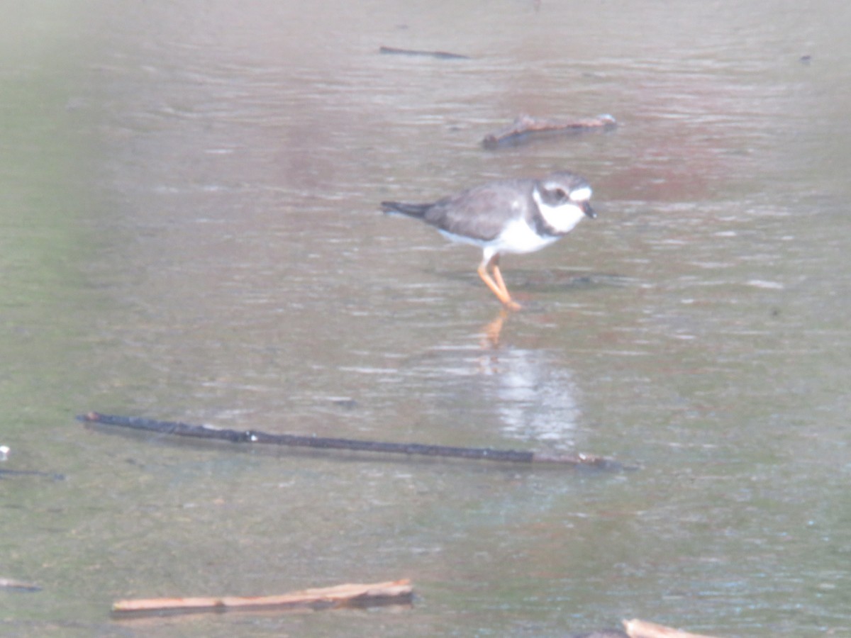 Semipalmated Plover - Diego Dos Anjos Souza