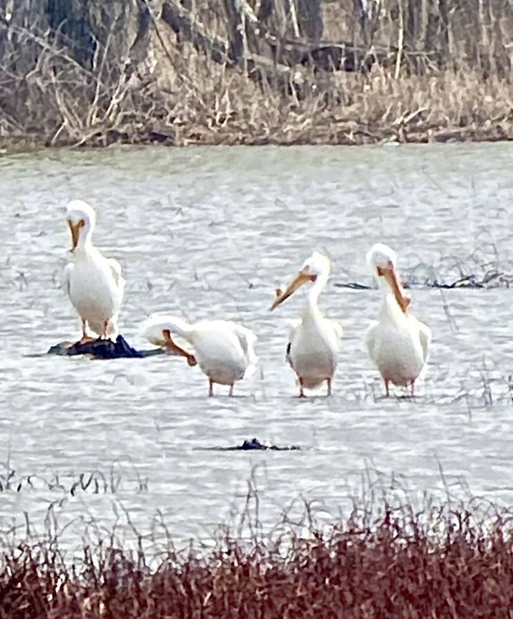 American White Pelican - Mona Clayton