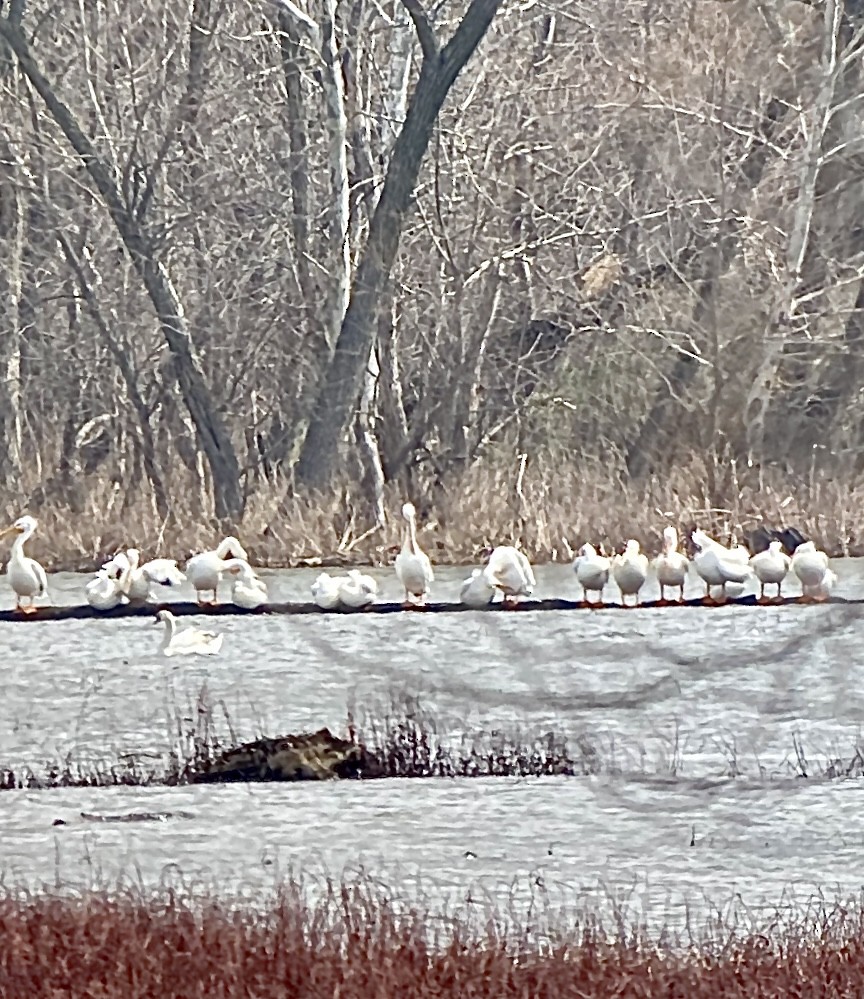 American White Pelican - ML551029291