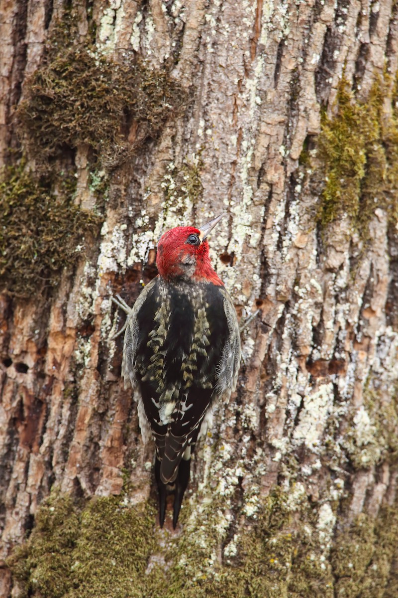 Pic à poitrine rouge - ML551030361