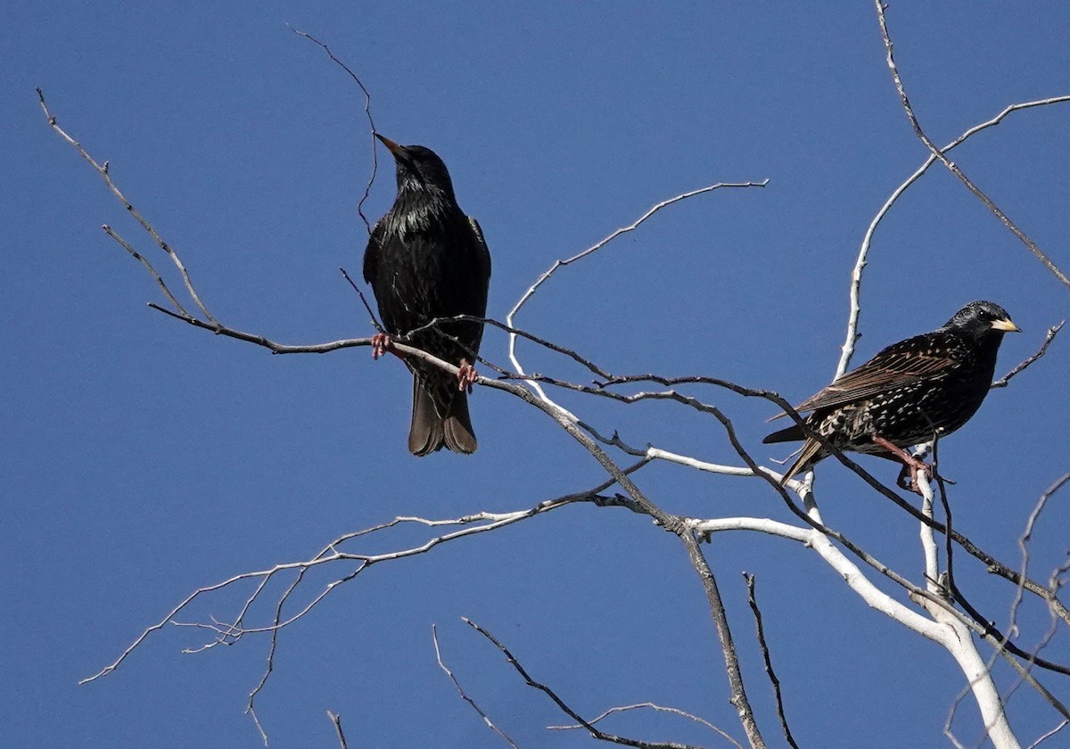 European Starling - ML551030731