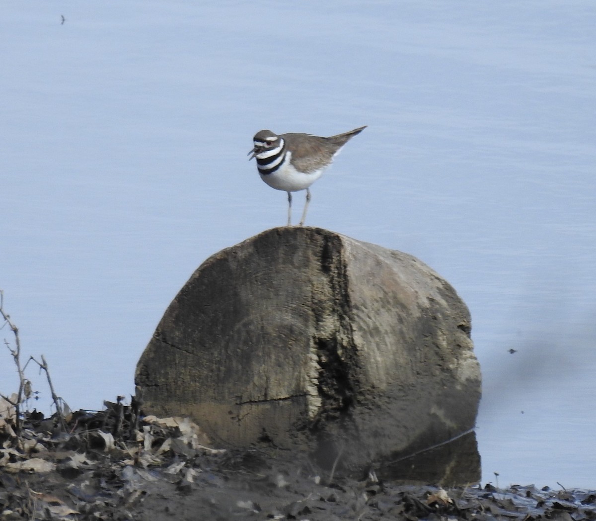 Killdeer - Bettyann Nagy