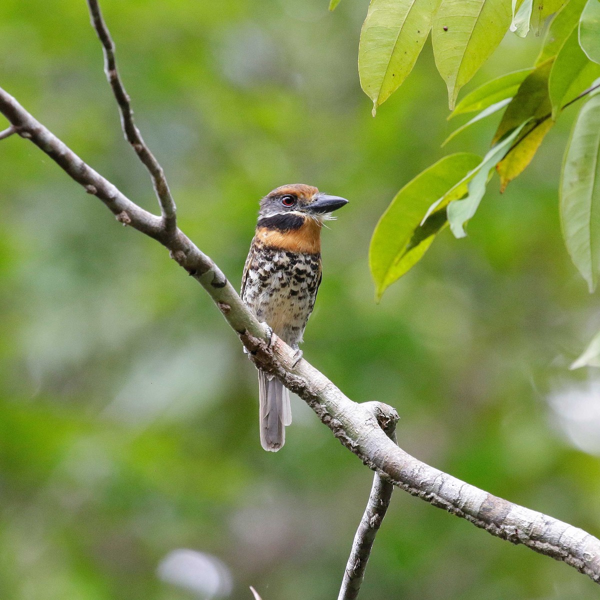 Spotted Puffbird - ML551031211