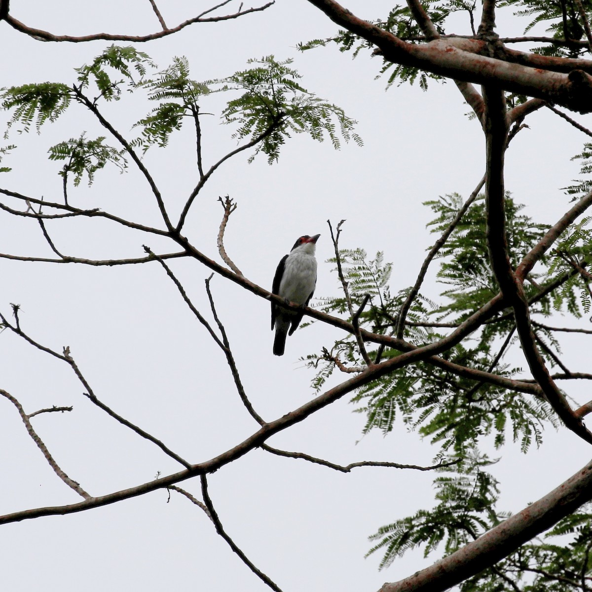 Black-tailed Tityra - ML551032321