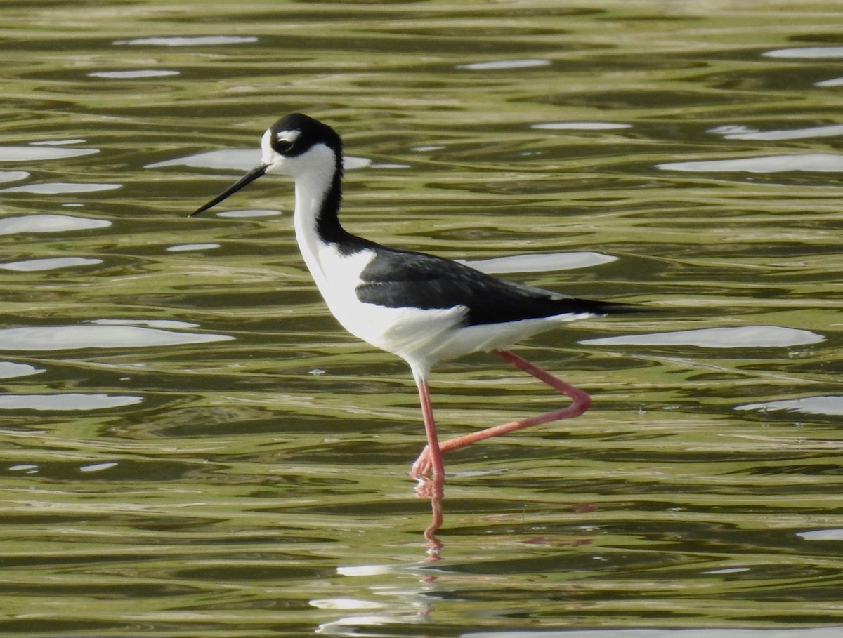 Cigüeñuela Cuellinegra - ML551033051