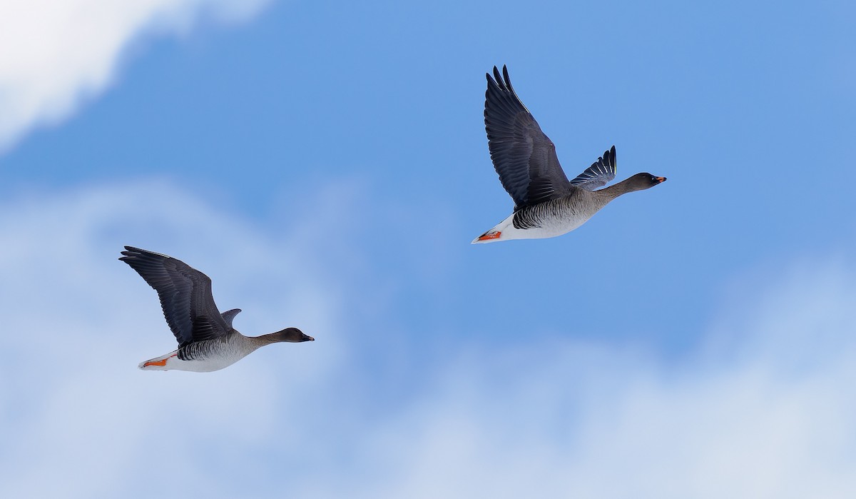 Tundra Bean-Goose - Matti Rekilä