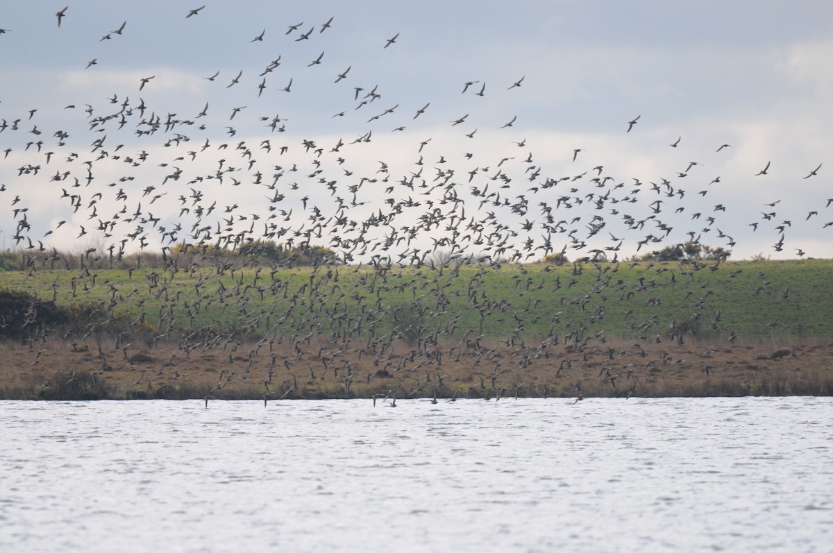 European Golden-Plover - ML551034261