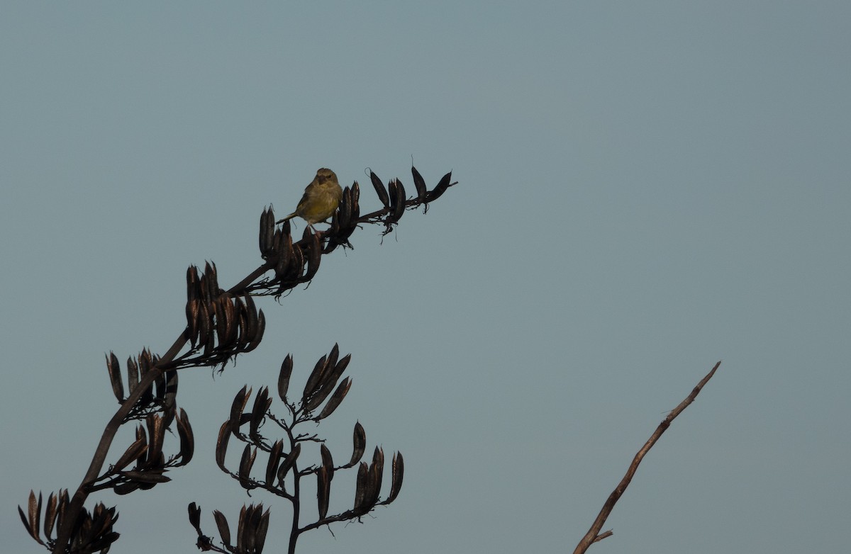 European Greenfinch - Ellen Freda