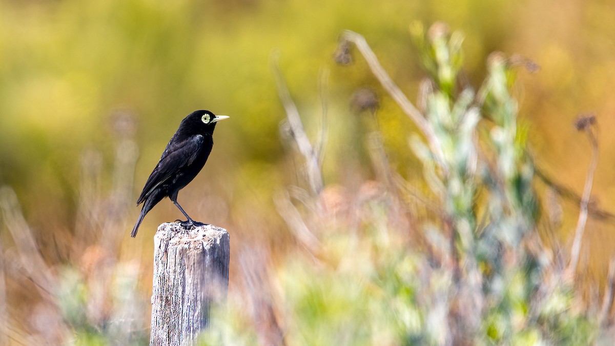 Spectacled Tyrant - ML551036591