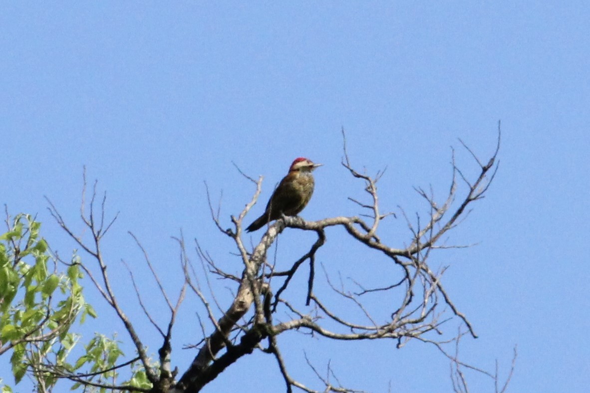 Golden-olive Woodpecker - ML551037031