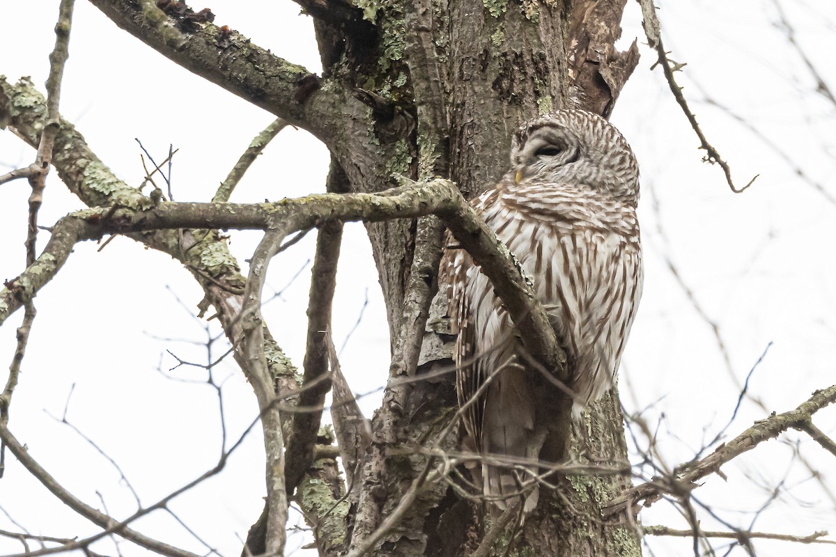 Barred Owl - ML551038311