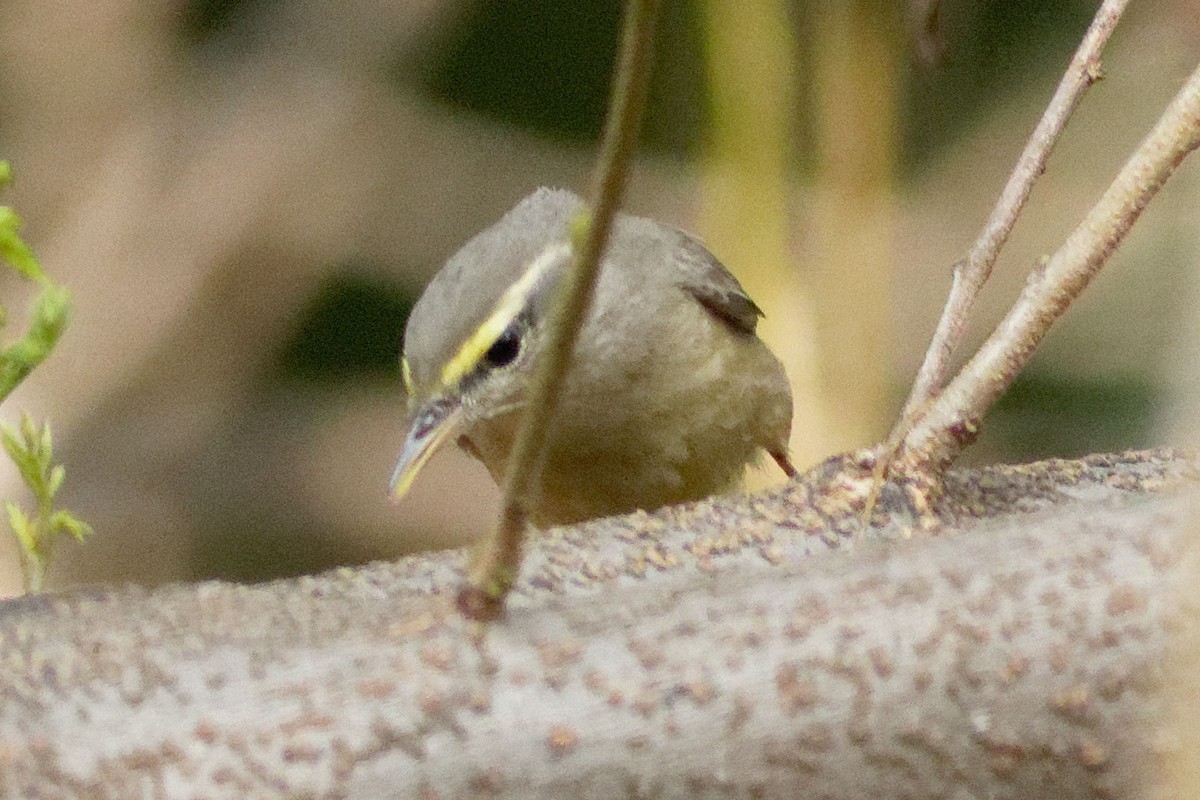 Pouillot griséole - ML551039671