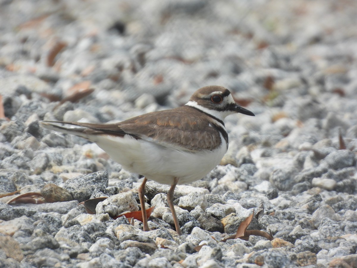 Killdeer - ML551040381