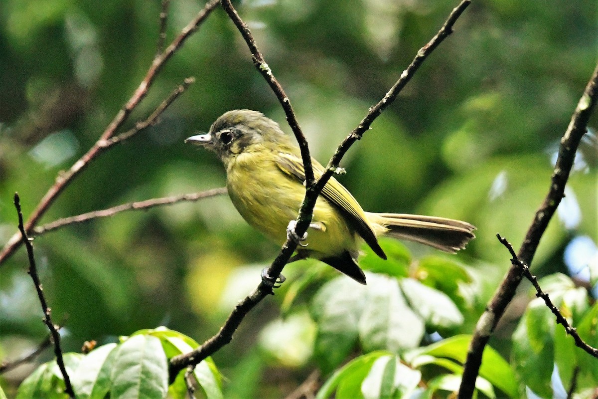 Yellow-olive Flatbill (Sooretama) - ML551040611