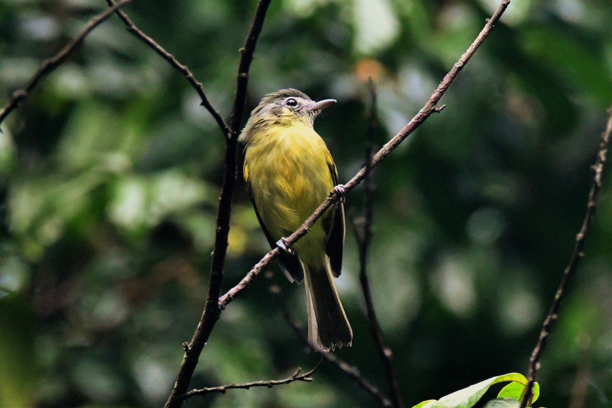 Yellow-olive Flatbill (Sooretama) - ML551040621