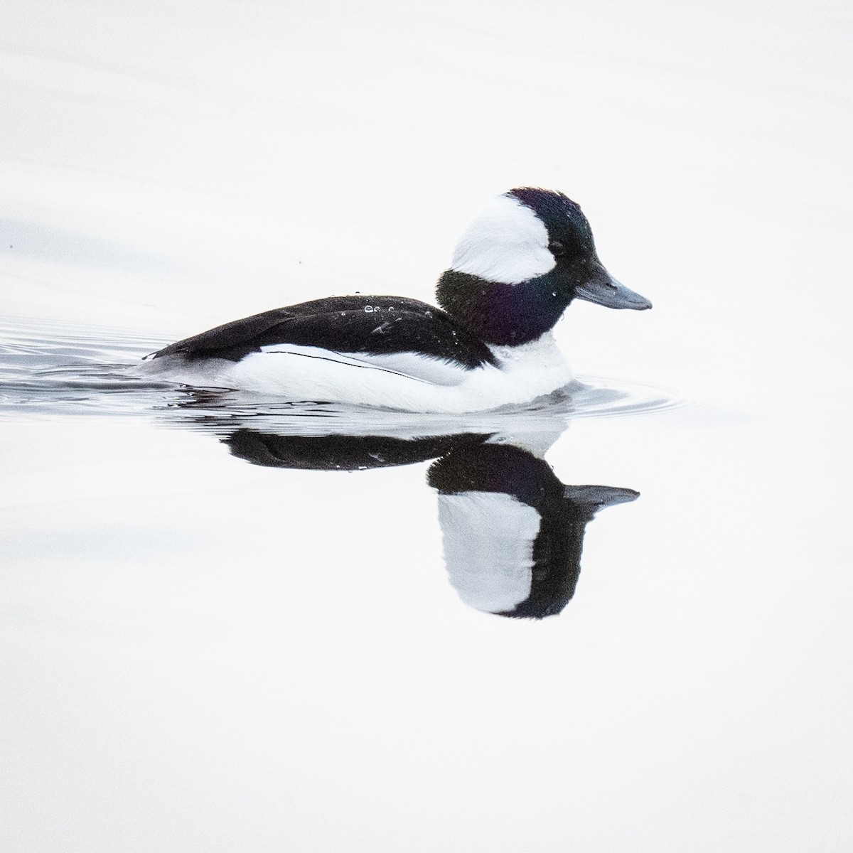 Bufflehead - ML551040951